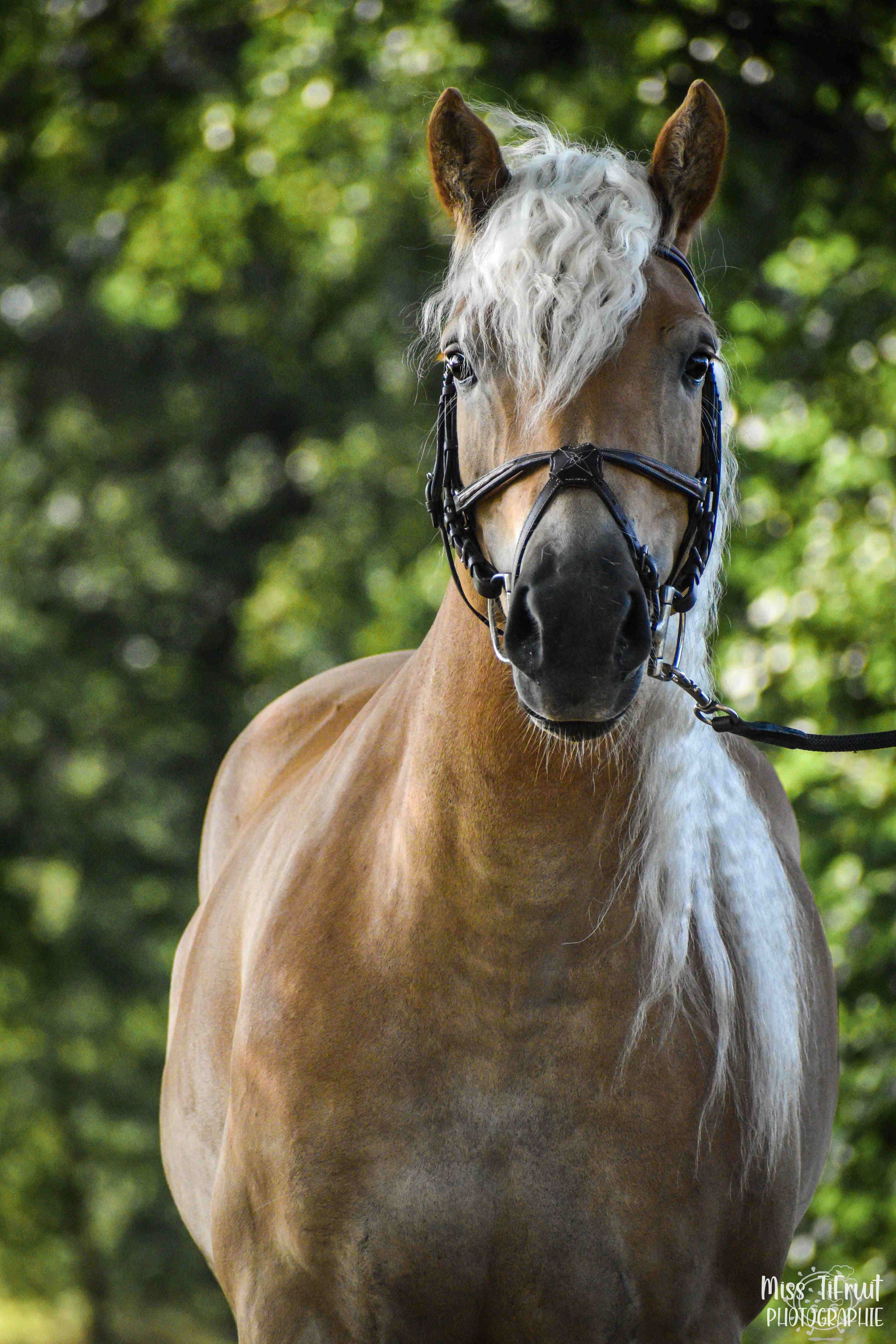 PORTRAIT ANIMAUX