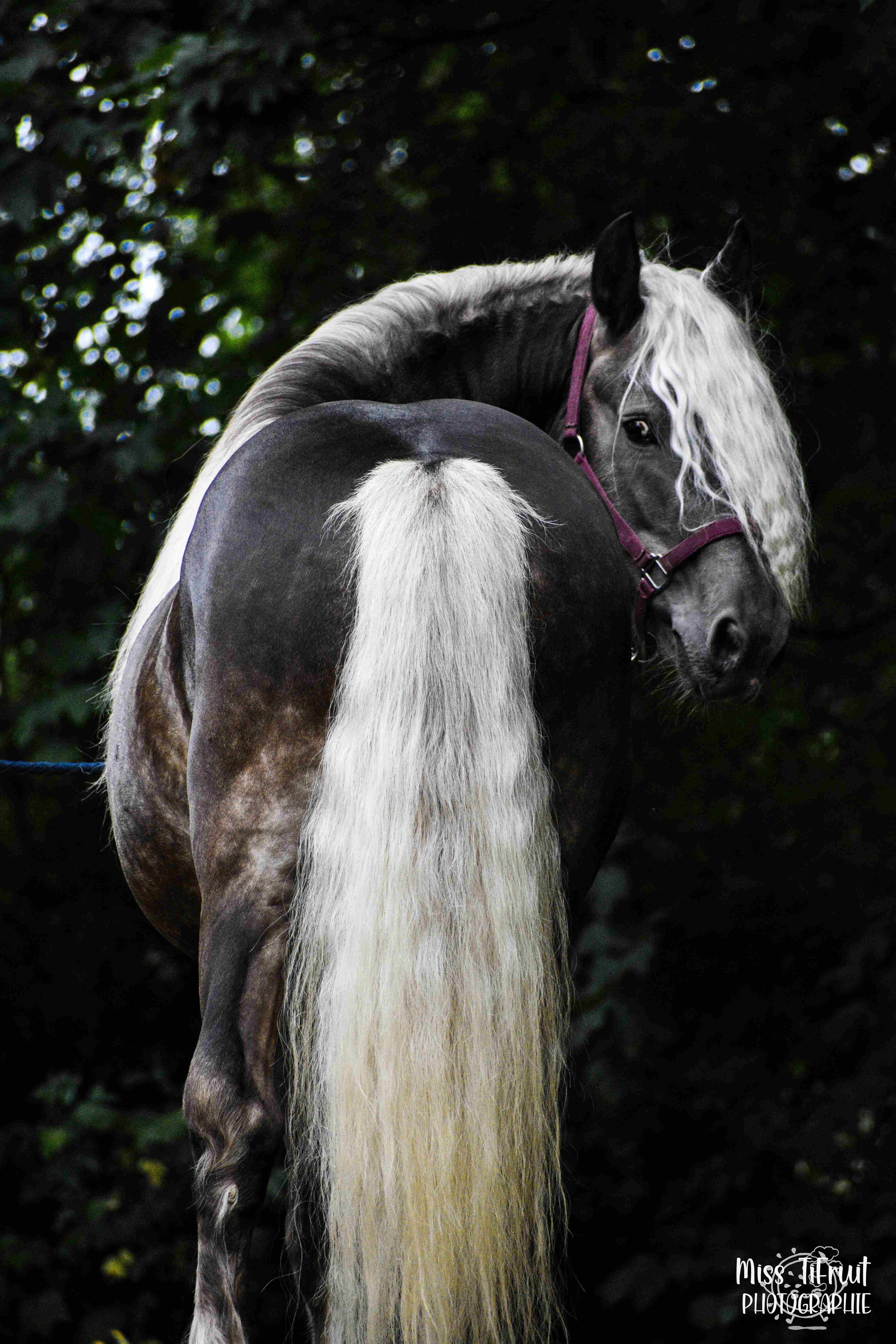 PORTRAIT ANIMAUX