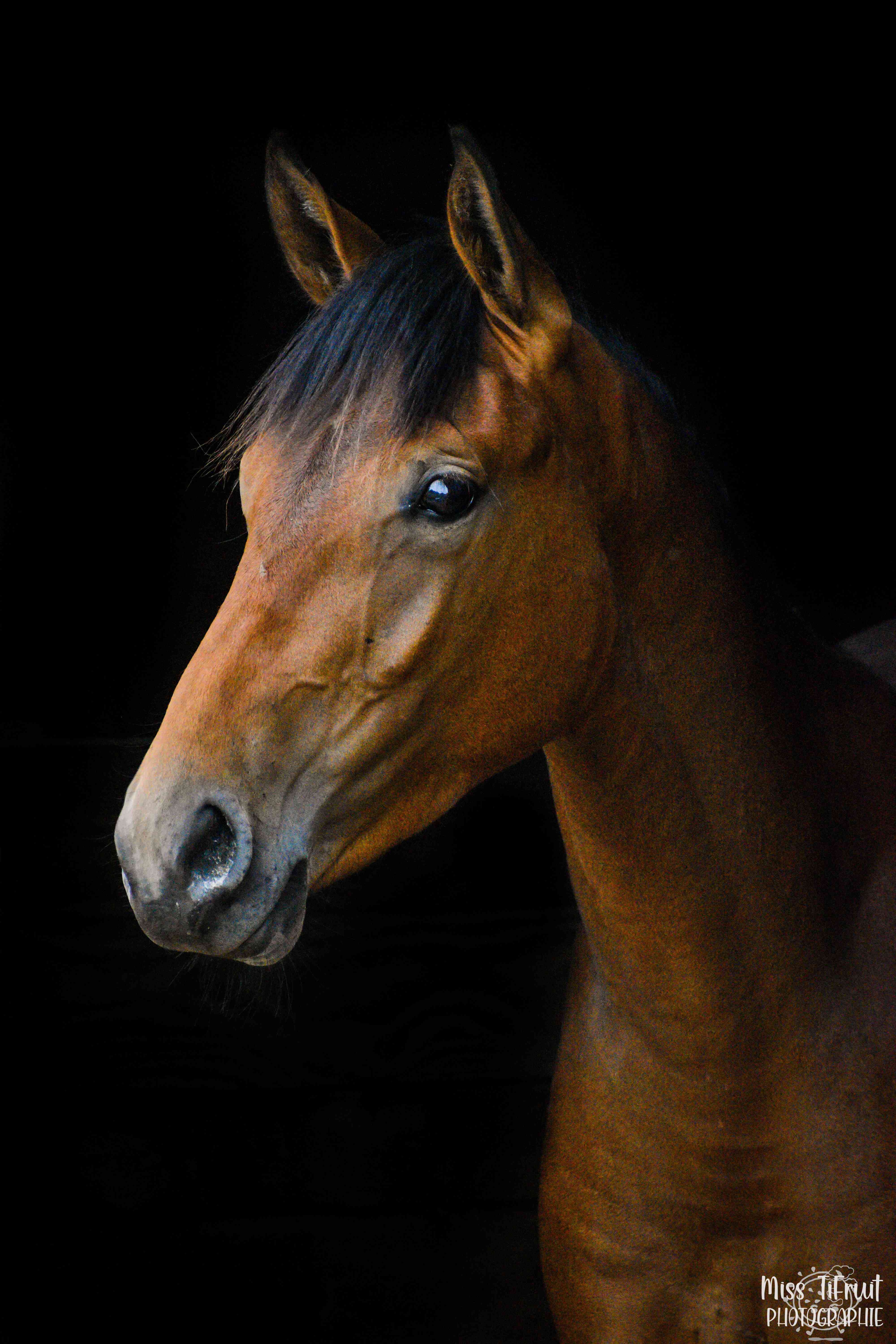 Cheval